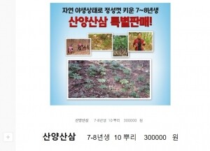 산양산삼  go ryeo wild ginseng 7-8년생 10뿌리